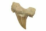 2"+ Fossil Shark Teeth (Otodus) - Khouribga, Morocco - Photo 4